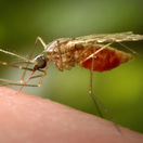komár, malária, anopheles fenestus