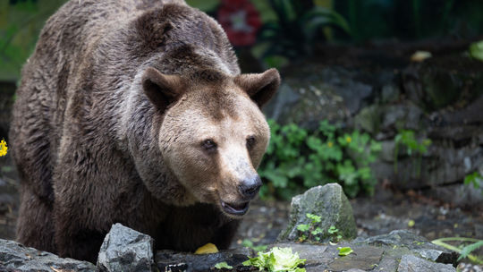 Medveďa útočiaceho v Nitrianskom Pravne zásahový tím už dohľadávať nebude