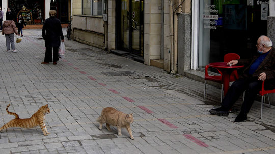 Koronavírus na Cypre kosí mačky. Od januára ich uhynulo asi 300-tisíc