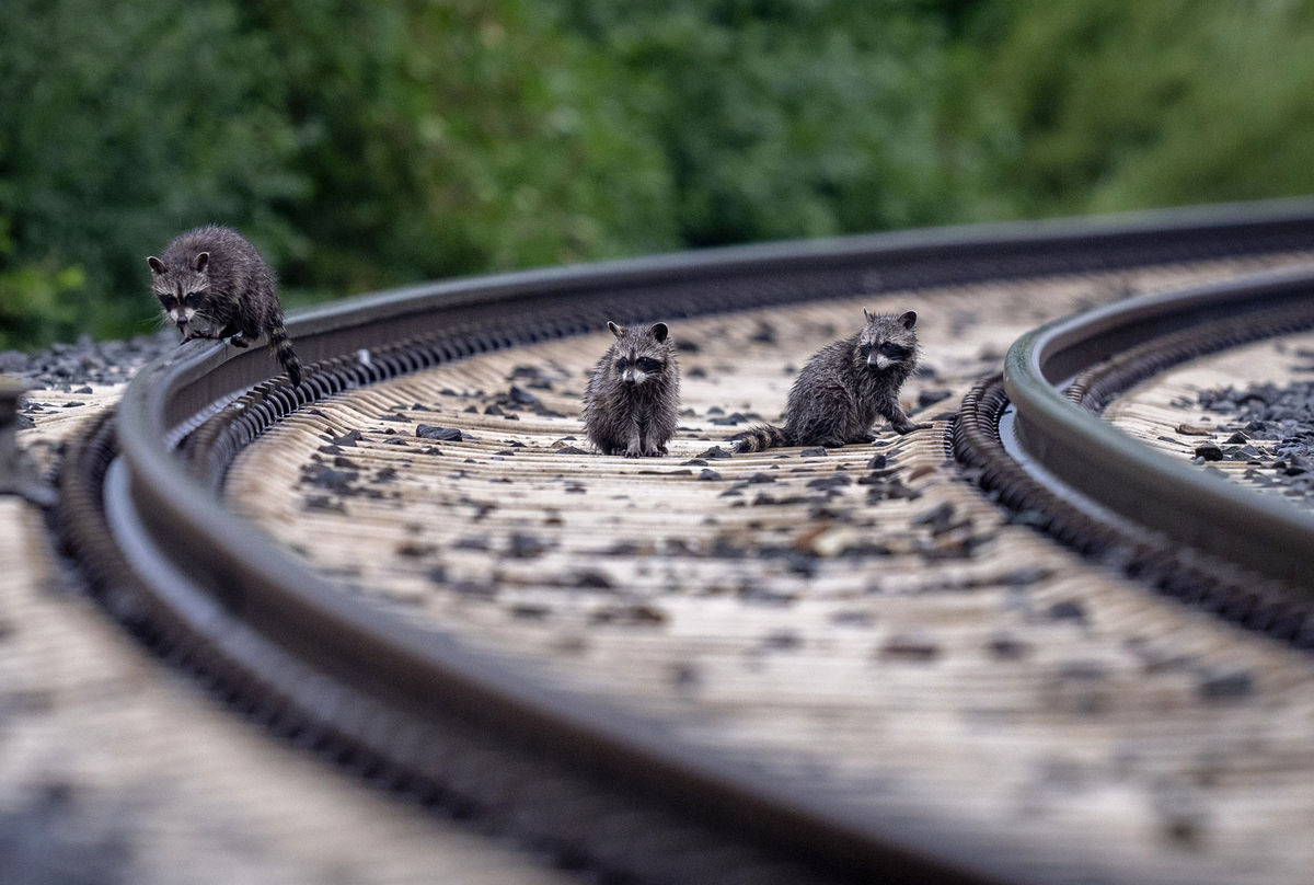 Nemecko príroda doprava medvedík železnice