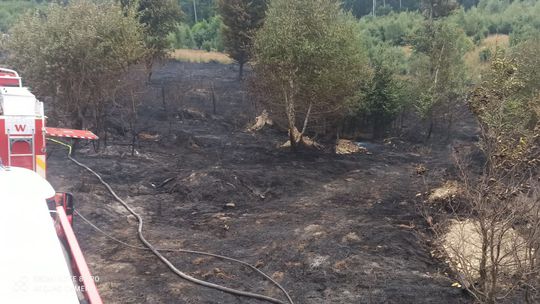 V Malých Karpatoch v noci horel les, zasahovali desiatky hasičov