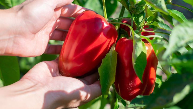 Paprika dozrieva postupne, preto plody vždy...