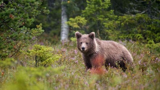 Prekvapujúca štúdia o medveďoch na Slovensku: Ich počet nestúpol, vyzerá to skôr naopak