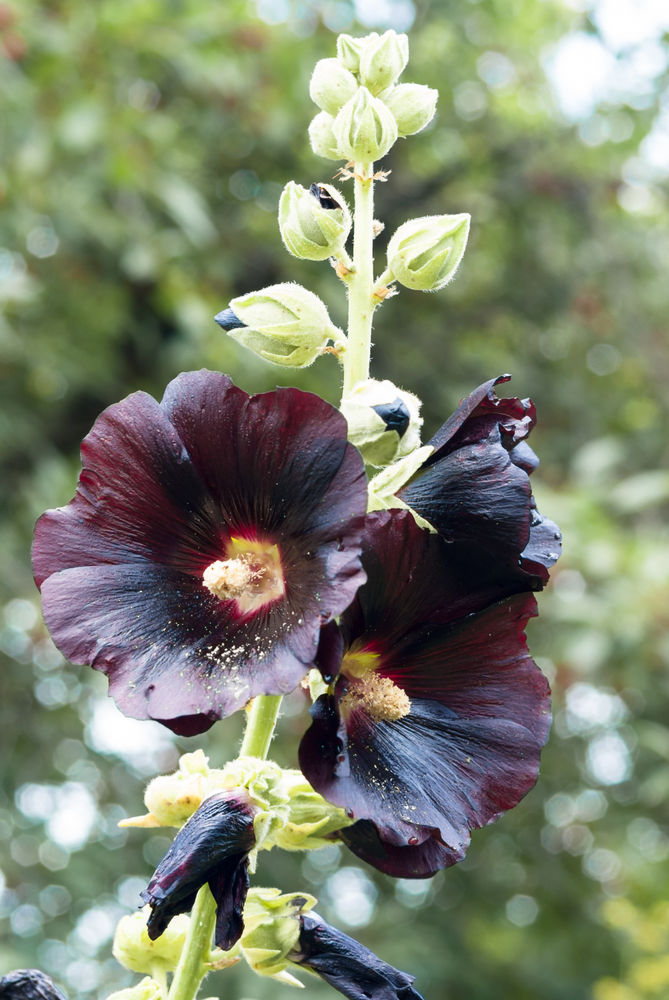 Topoľovka (Alcea rosea var. nigra) má podľa...