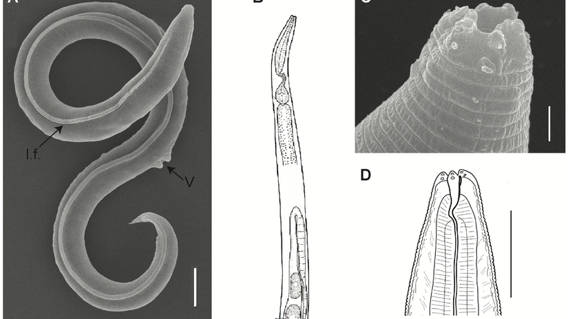 Všeobecná morfológia Panagrolaimus kolymaensis,...