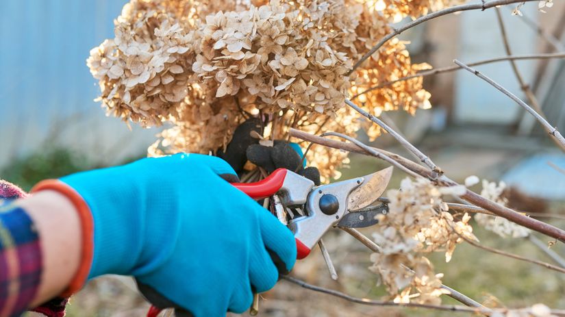 Hortenzii kalinolistej skoro na jar zrežte len...