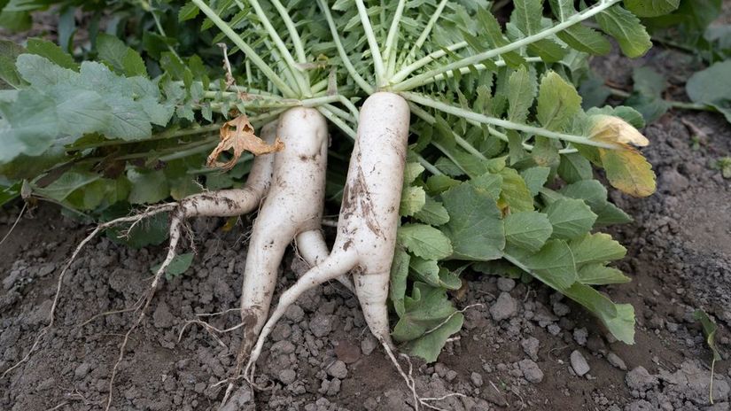 Ak pôdu pred sejbou reďkvi typu daikon s dlhými...