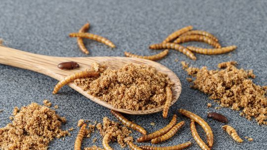 hmyz, hmyz v potravinách, Tenebrio molitor,...