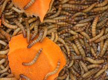 hmyz, hmyz v potravinách, múčne červy, Múčiar obyčajný