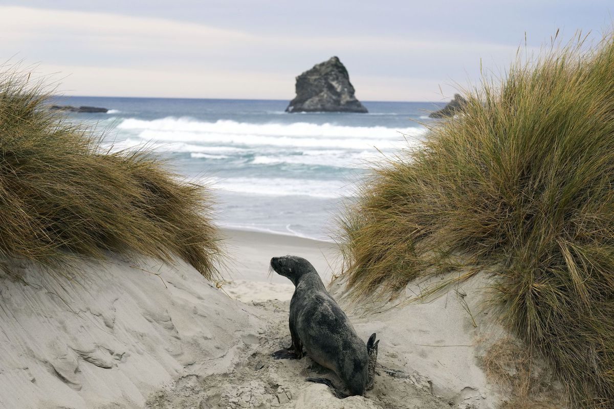 Nový Zéland, tulene