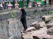 NEPOUZ, medveď, zoo