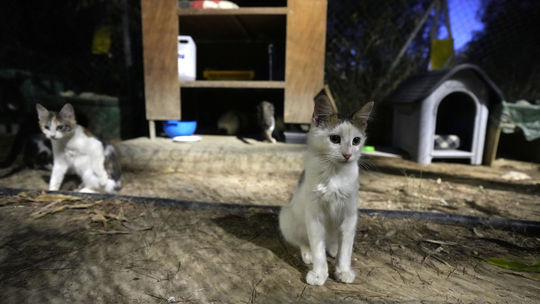 Mačky na Cypre dostanú liek na covid, šíri sa medzi nimi epidémia