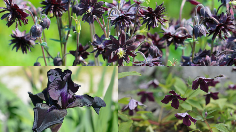 čierne kvety