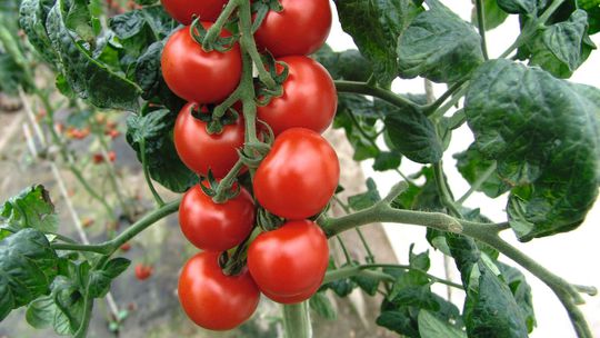 ‘Spencer’ je osvedčená nehybridná odroda s...