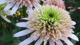 ‘Cherry Fluff’: Ružovo-zelený a navyše plný...