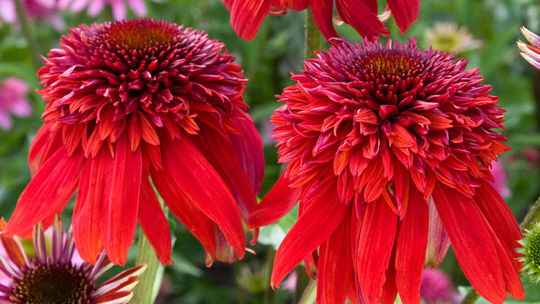 ‘Eccentric’: Plné červené kvety nesú stonky...