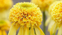 ‘Lemon Drop’: Plnokvetá echinacea s citrónovými...