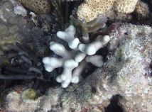 biely koral, bielenie, bleaching
