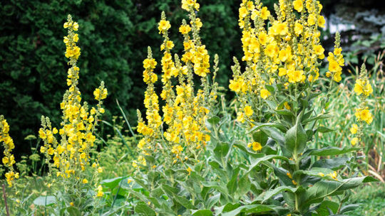 Divozeľ veľkokvetý: Zberajú sa kvety počas...