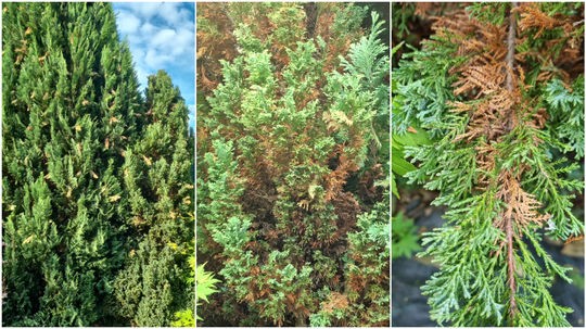 Hlavným obdobím náletu dospelých chrobákov...