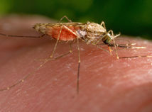 Nebezpečný ázijský komár tigrovaný je na Slovensku, prenáša až 22 rôznych vírusov