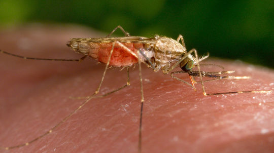 Nebezpečný ázijský komár tigrovaný je na Slovensku, prenáša až 22 rôznych vírusov