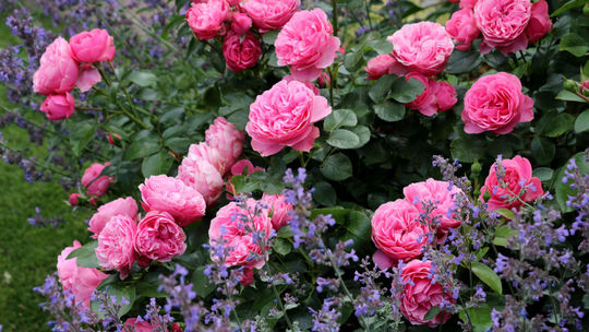 Už teraz sa rozhoduje o budúcom kvitnutí ruží: Stručné rady na perfektný jesenný rez pomôžu aj začiatočníkom