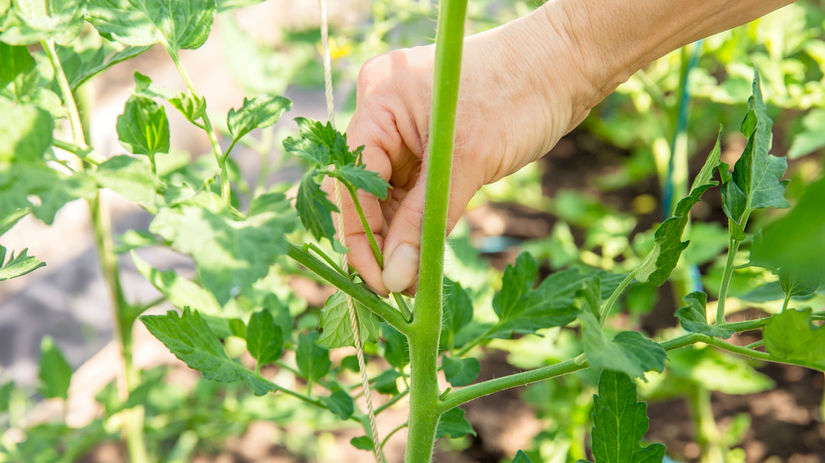 Zálistky rajčín: Pri vyštipovaní sa oplatí,...