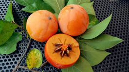 ‘Chioccolatino’: Neskorá cudzoopelivá odroda...