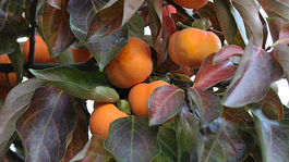 ‘Nikita′s Gift’: Samoopelivá a veľmi úrodná...