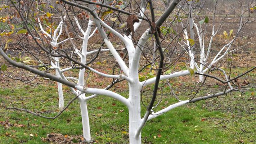 Ochranný biely náter kmeňov a hrubších konárov...