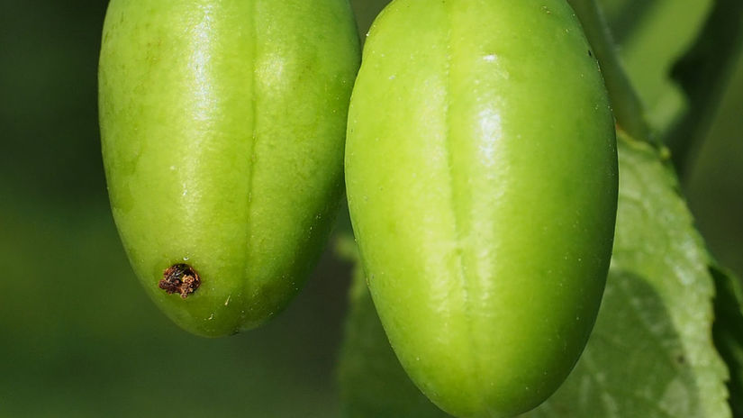Na ešte nedozretom plode zreteľne vidíte, že ho...