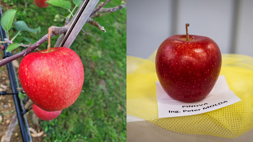 Jablko odrody ‘Pinova’ na strome a neskôr na...