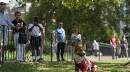 Britain March of the Corgis