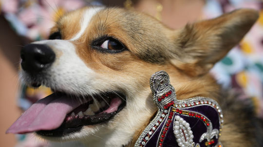 Pes Corgi menom Maggi na spomienkovej...