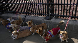 Britain March of the Corgis