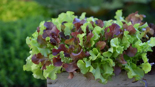 Listové šaláty rôznych odrôd sú základom pre...