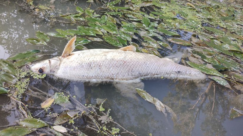 Mŕtva ryba na rieke Malý Dunaj