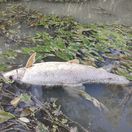 Mŕtva ryba na rieke Malý Dunaj