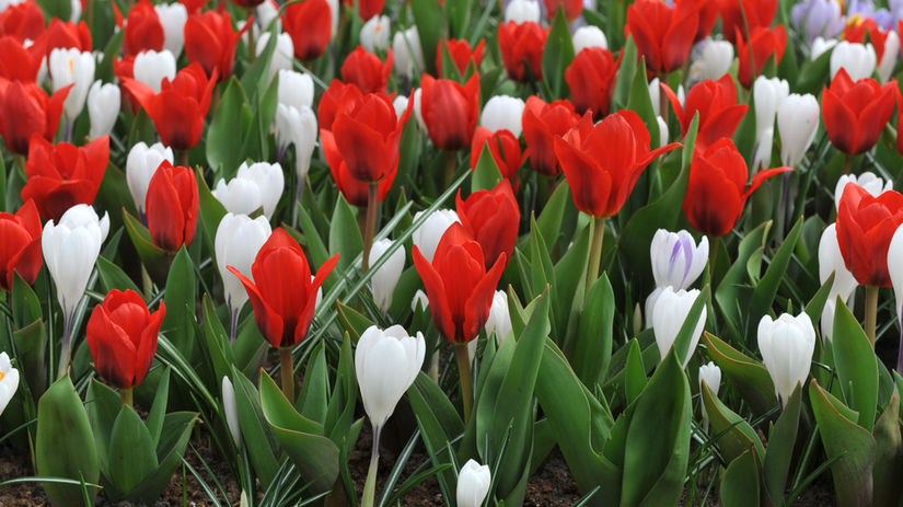 Červený tulipán Kaufmanov ‘Snowwinner’ doplnený...