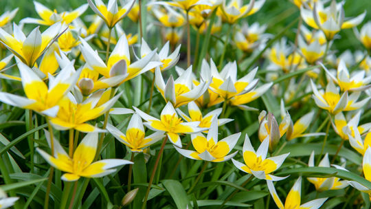 Tulipa tarda dorastá do výšky 10 až 15 cm. Na...