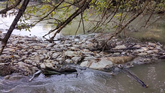 Rieka mŕtvych rýb: Na Malom Dunaji uhynuli tony živočíchov, šíri sa z nich smrad. Kritici ukazujú na čističku