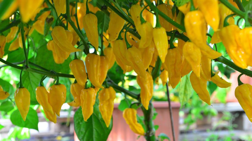 ‘Fatali Yellow’ má výraznú citrusovú až ovocnú...