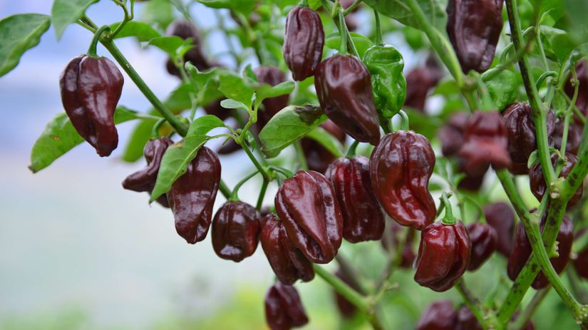‘Habanero Chocolate’ je tmavo hnedá verzia...