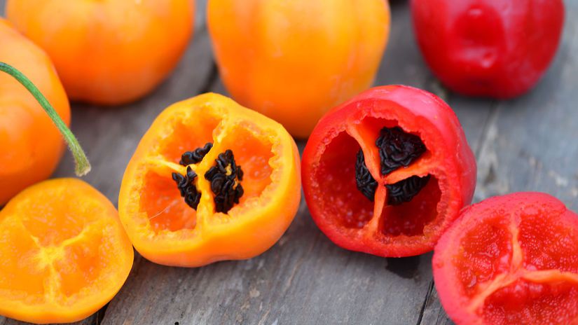 ‘Rocoto Orange’ a ‘Rocoto Red’ sú stredne...