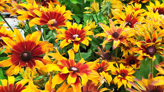 ‘Summerina Sizzling Sunset’ je hybrid rudbekie...