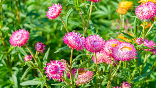 Slamiha slamienková: Ďalšia obľúbená letnička...