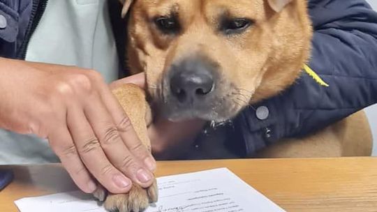 Radnica portugalskej obce zamestnala psa, dostal zmluvu na dobu neurčitú