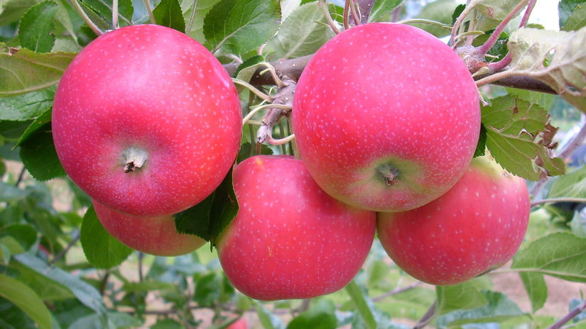‘Allegro’