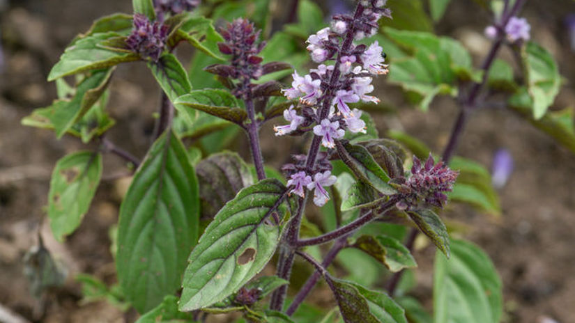 Trváca bazalka ‘African Blue’.